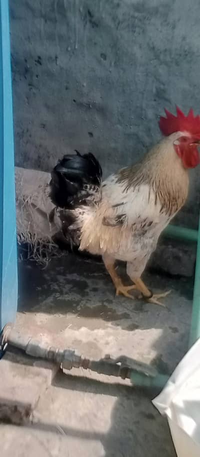 huge size desi murga for sell