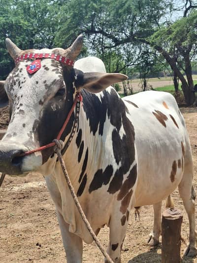 Oxen for sale
