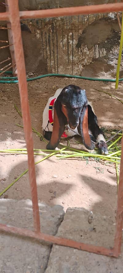 Best goats for qurbani 2027