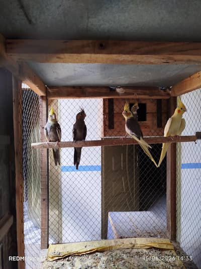 young pair of cocktails available for sale . healthy and active