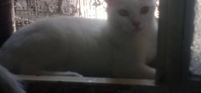 Pregnant female cat