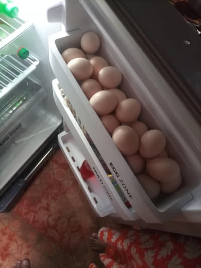 eggs for sell 03154231428 WhatsApp