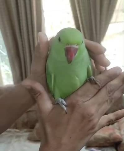 Fully Tamed Parrot for sale