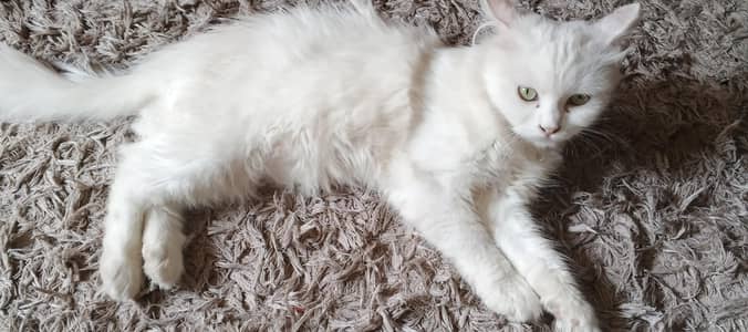Persion Triple Coated Male