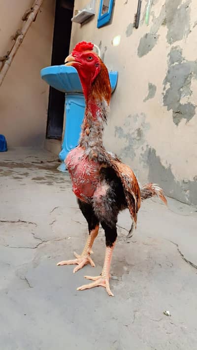 Quality Birds