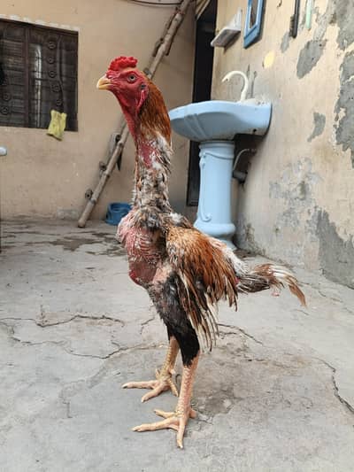 Quality Birds