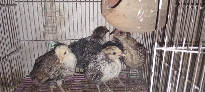 5 GOLDEN MISRI CHICKS FOR SELL