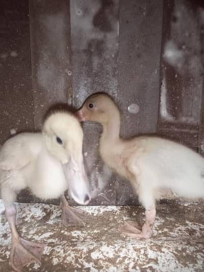 LOVE bird breeder pair & " Fisher " & " finsches