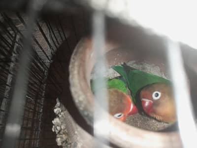 LOVE bird breeder pair & " Fisher " & " finsches