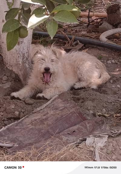 dog for sale
