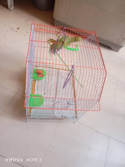 Kashmiri Parrots with Cage