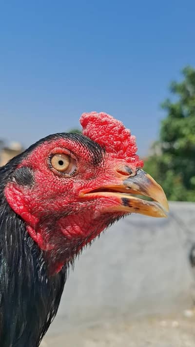 Quality Aseel Birds