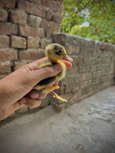 Cute Ducks Baby 