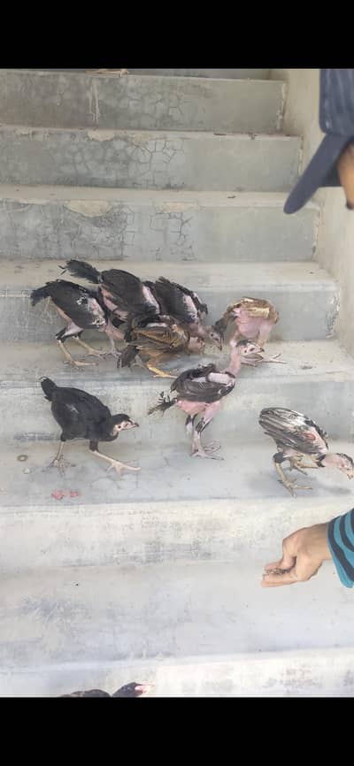Aseal home breeding