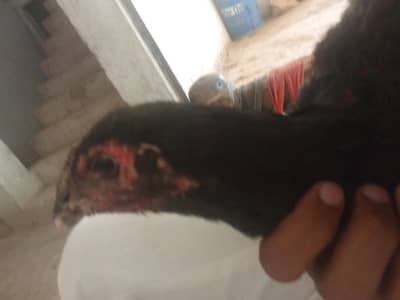pure aseel thy land karaas maadi black eyes