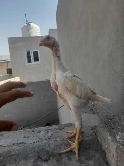 shamo chicks