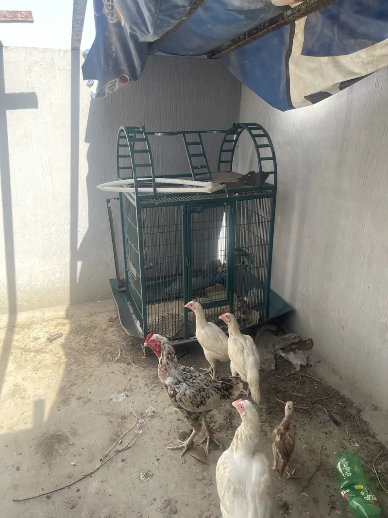 3 iron heavy cage for parrots and hens — photo 2