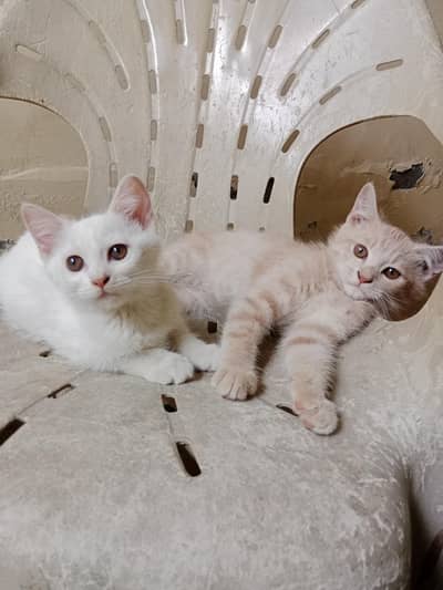 Person pair kitten's