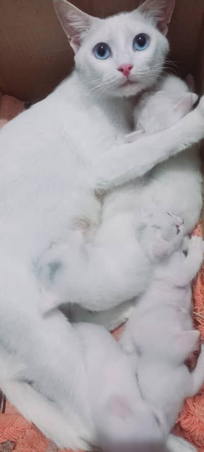 White female with 1 kitten in 2k only