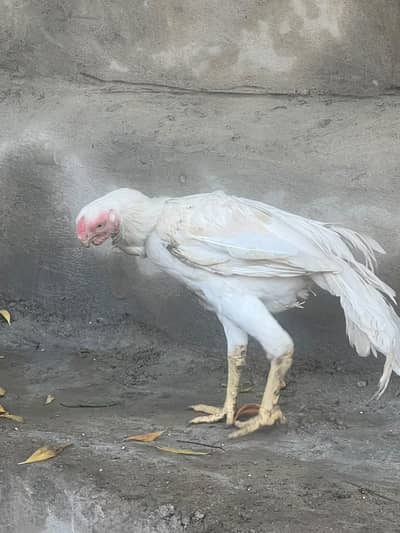 indian parot beak male