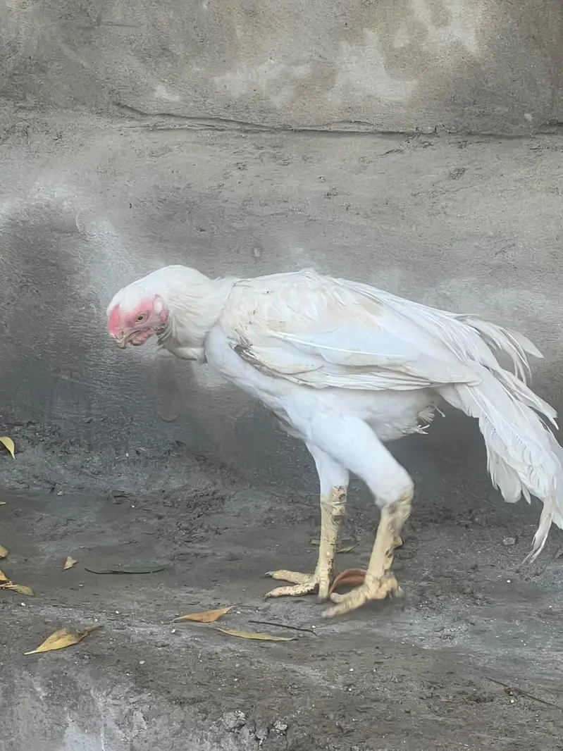 indian parot beak male