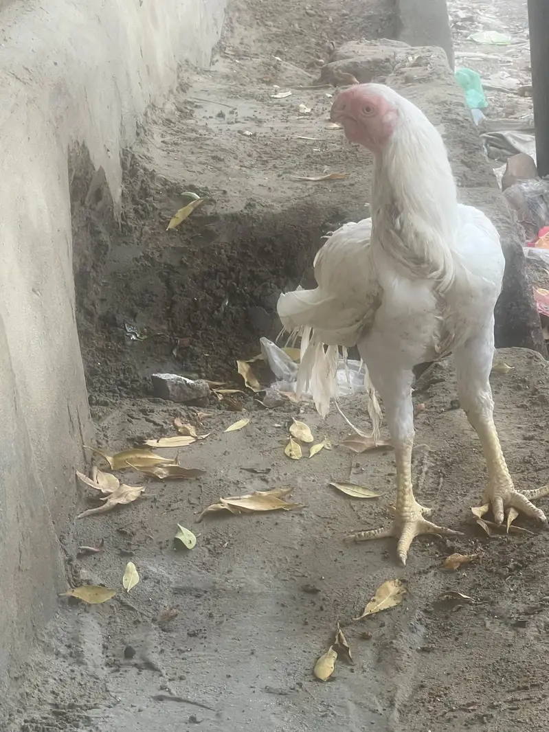 indian parot beak male — photo 4