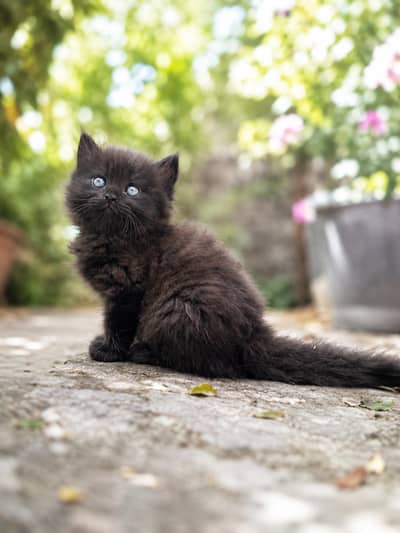 cats sale price fix h kindly jiski smajhe yahi price bas wahi contact