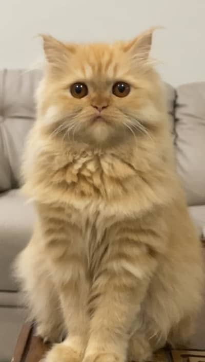 pure persian male cat
