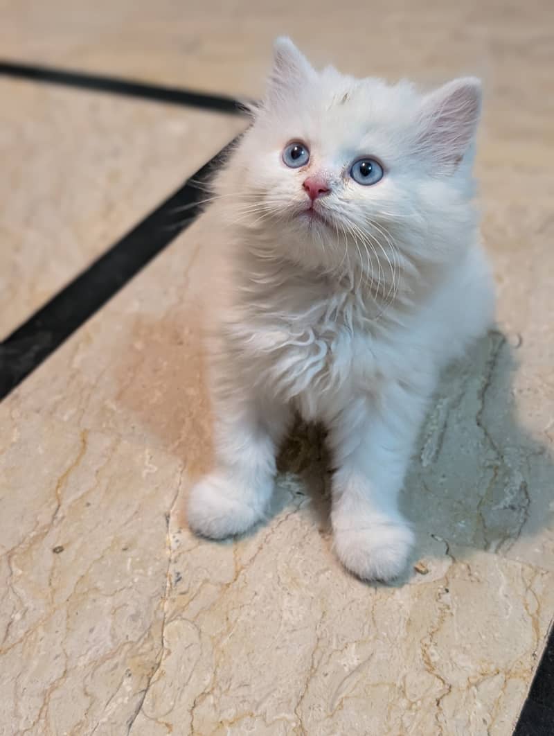 Kitten 1