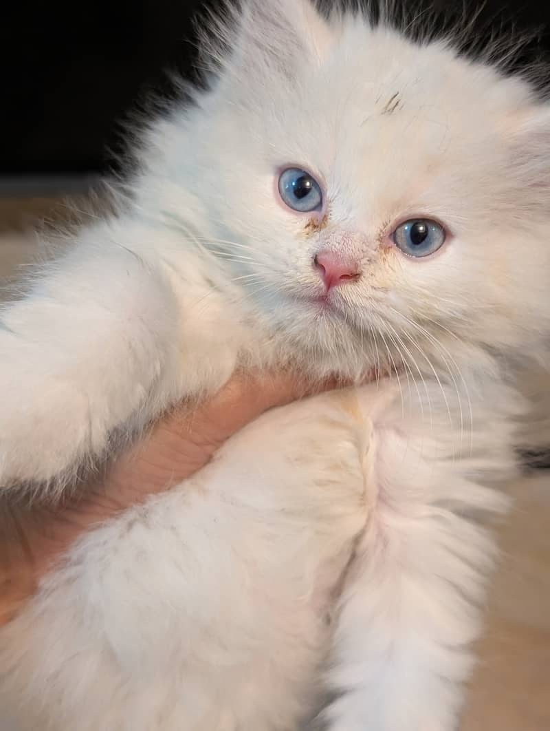 Kitten 2