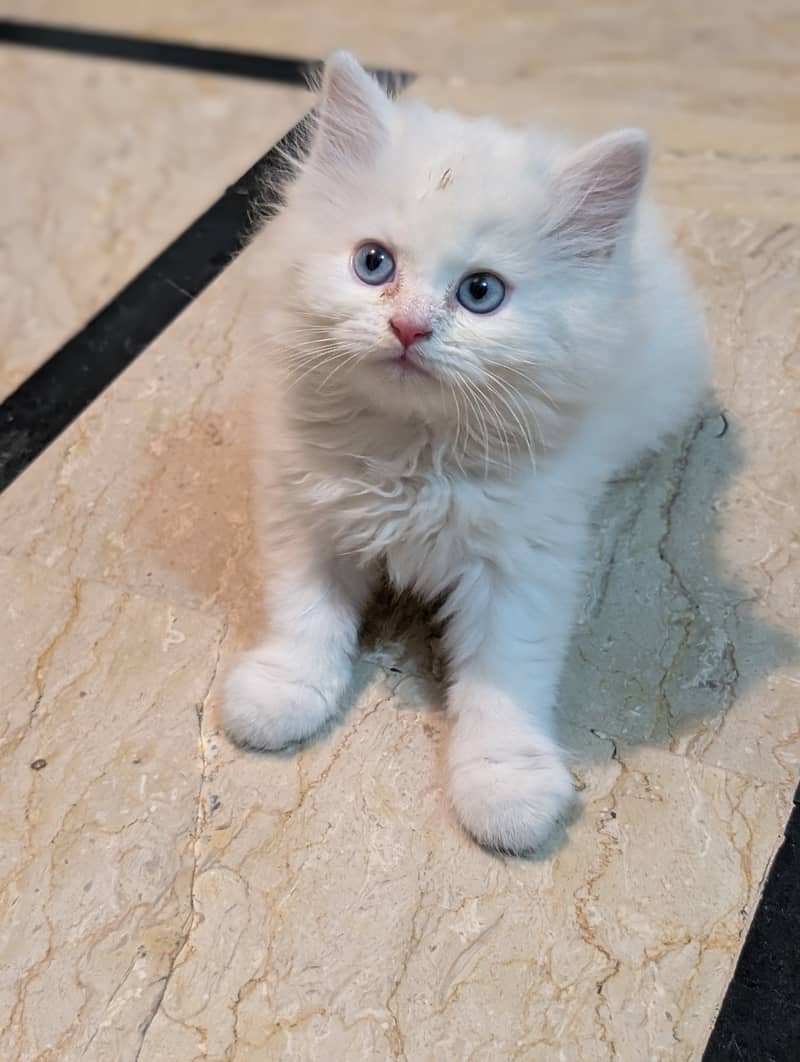 Kitten 3