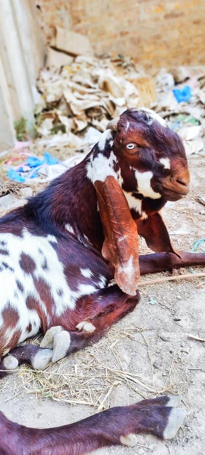 pure amritsari nagra breeder