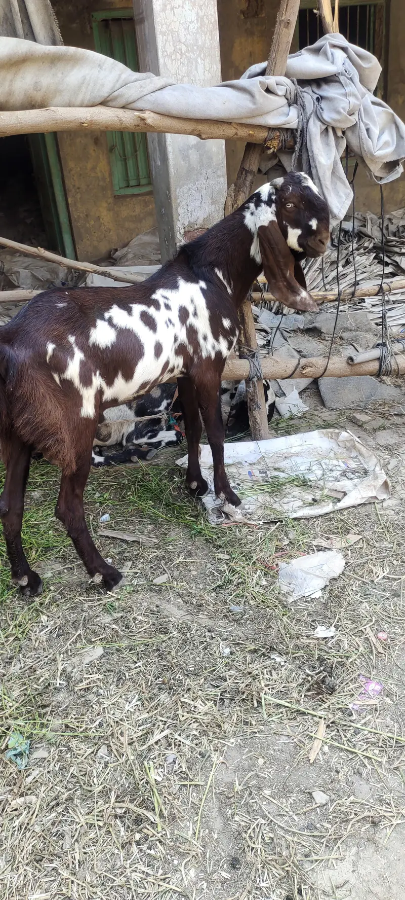 pure amritsari nagra breeder — photo 2