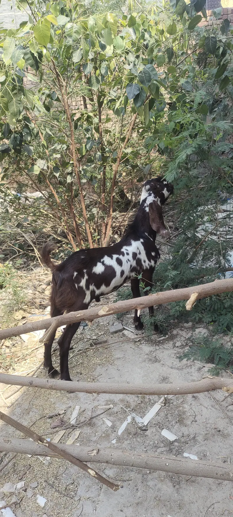 pure amritsari nagra breeder — photo 3