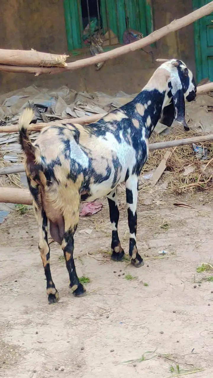 pure amritsari nagra breeder — photo 4