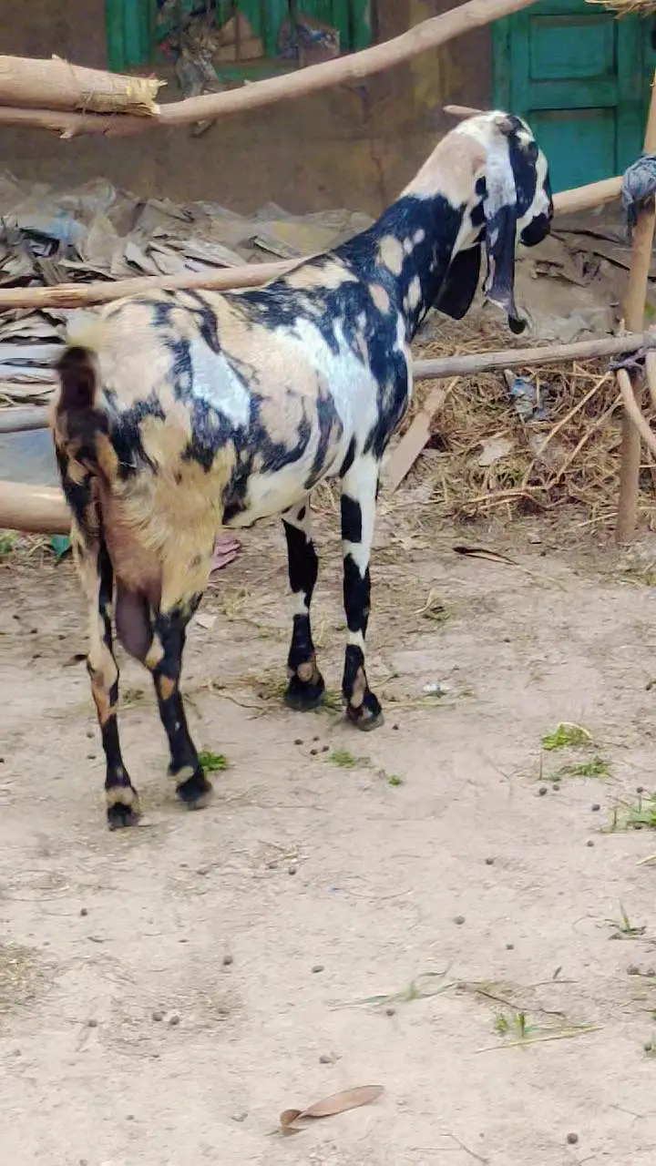pure amritsari nagra breeder — photo 5