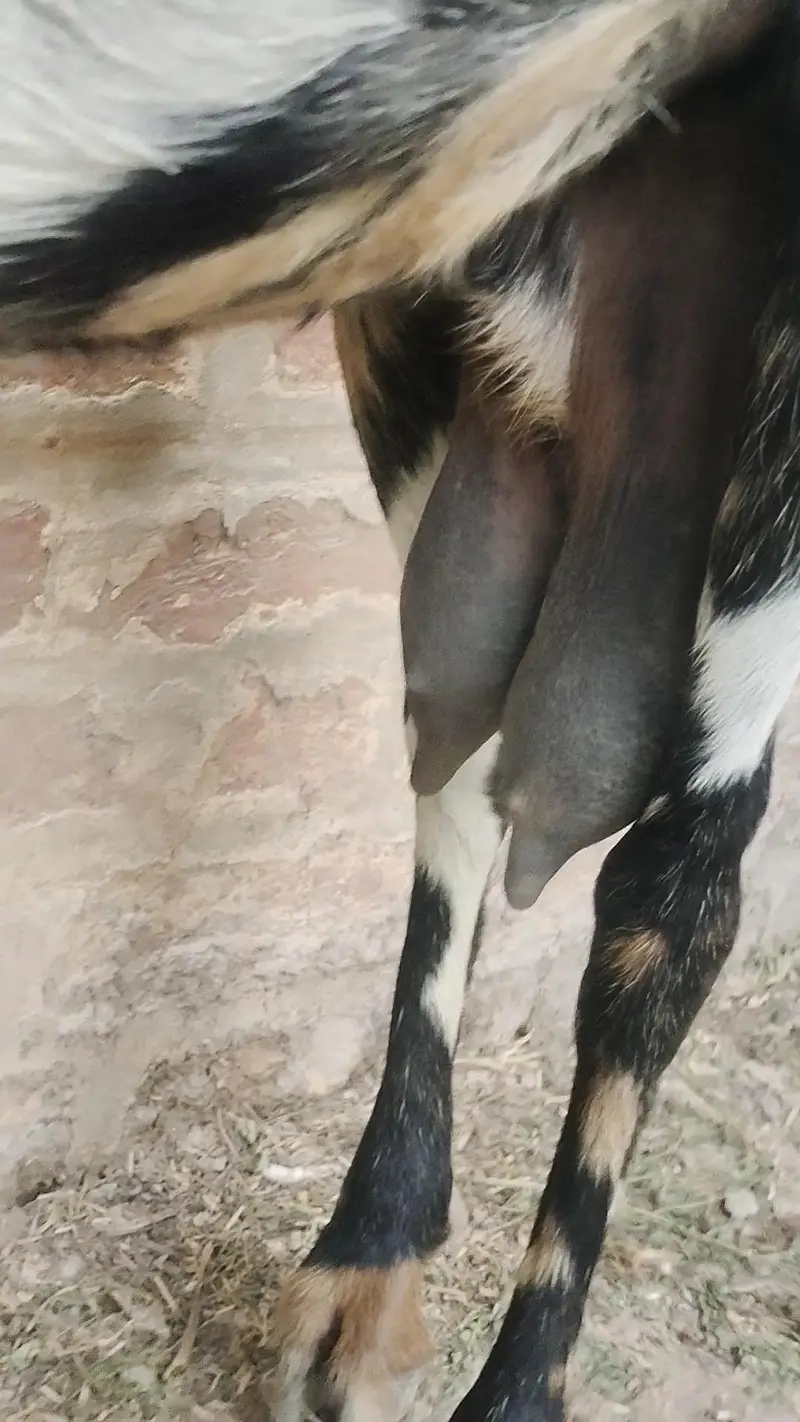 pure amritsari nagra breeder — photo 6