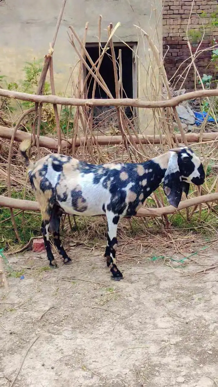 pure amritsari nagra breeder — photo 7