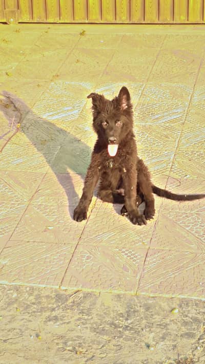 Black German Shepherd Puppy – 4 Months Old