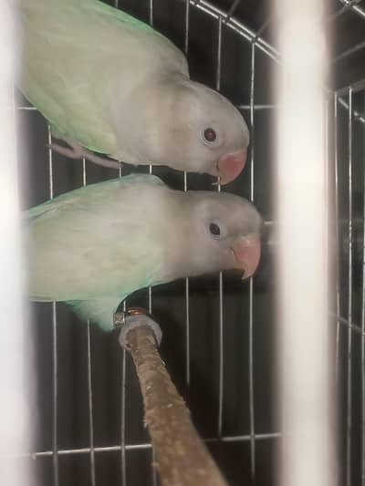 Albino pair