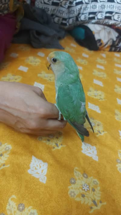 Hand Tamed Green Peach Face RARE specie Very Freindly 0% Bite