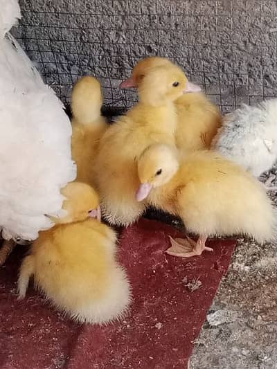 Muscovy Ducklings white