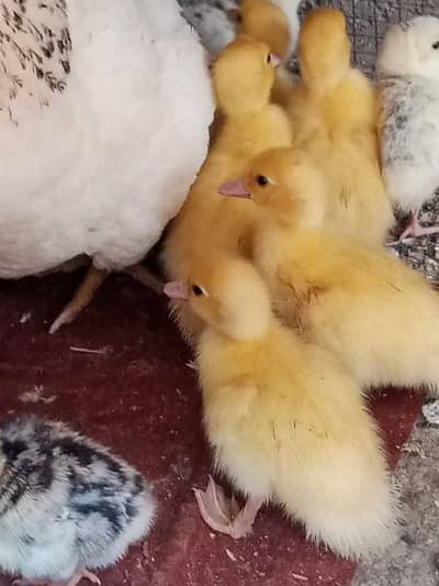 Muscovy Ducklings white