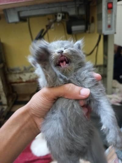 Grey Persian cat for sale