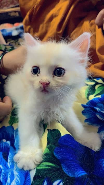 Beautiful and Playful White Persian Kitten for Sale