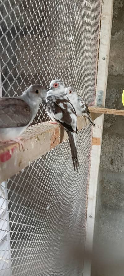 Pied dove available