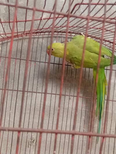 parrot