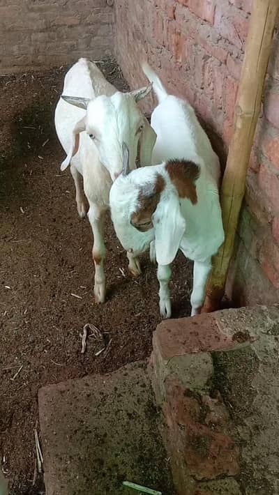 Male goats