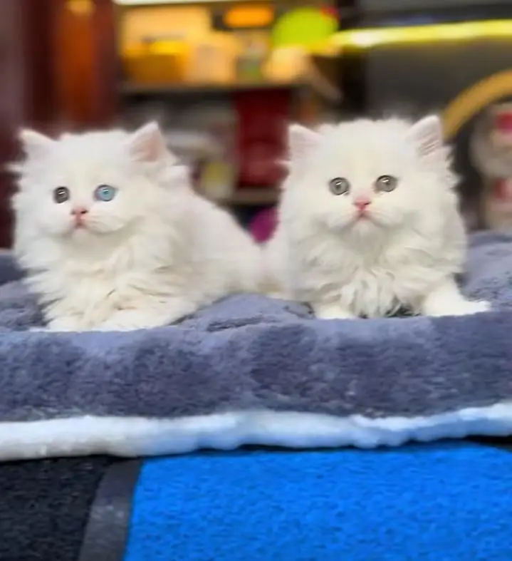 Persian Kittens |Blue Eyes|3 coted |Cat Baby OƷ48029O146 ωtsap