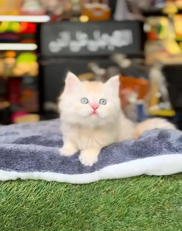 Persian Kittens |Blue Eyes|3 coted |Cat Baby OƷ48029O146 ωtsap — photo 2